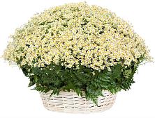 Цветочная композиция из Ромашки в корзине #REPLACE_PRED# Мысхако